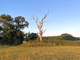 Neighbouring field.