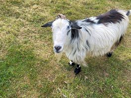 Love the goats
