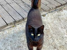 Cat 🐈⬛