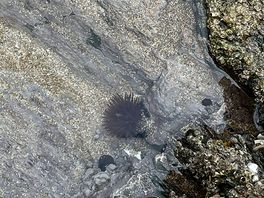 Rockpooling