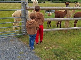 Alpacas