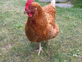 Friendly hen!