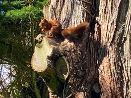 Red squirrels at caldy