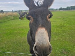 Lovely donkey sanctuary close to site