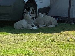 Lambs keeping cool