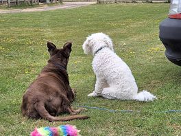 Pooches looking out into the field.