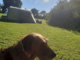 Dog friendly site
