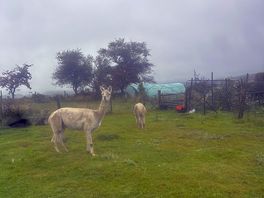 Alpaca