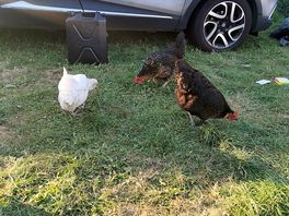 Chickens outside tent