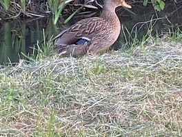 Another local