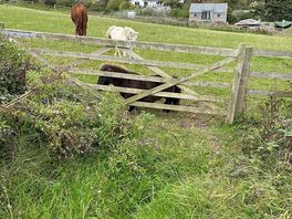 Friendly 'neighbours' - they love apples!