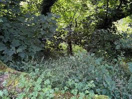 Woodland pitch