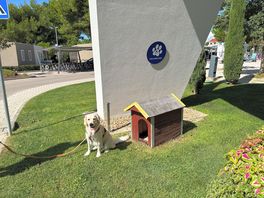Dog friendly