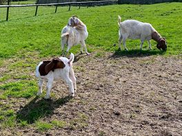 Very cute animals