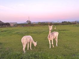 Large dog field with animals fenced off