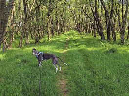 Wooded walk