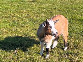 Baby goat