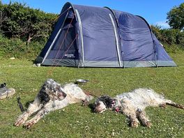 Large pitch to give you space and dog friendly