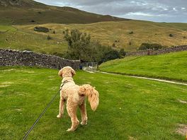 Even the dog couldn’t get enough of the beautiful views