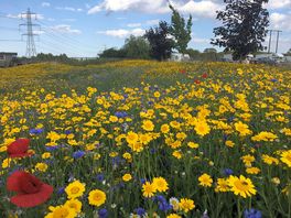 Wildflower meadow