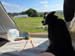 Faithful hound