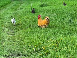 Chickens free roaming