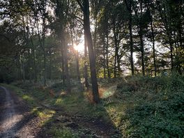 Walking through the adjacent woods