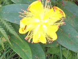 Some of the plants on our woodland walk.