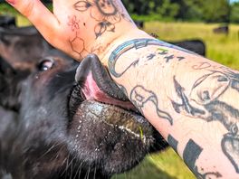 Cows were very friendly