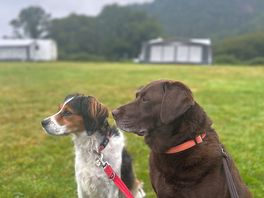 Dogs were happy