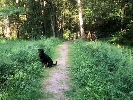 Woodland behind camp