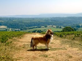 Shropshire hills