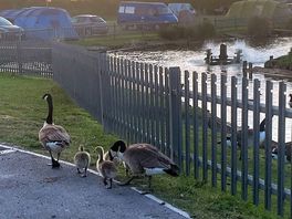 Evening guests
