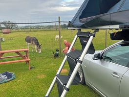 Views of the farm animals