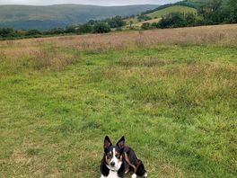 Pen y fan behind beautiful