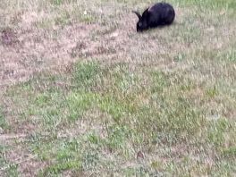 Pet rabbits roaming freely on site