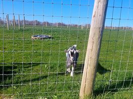 The baby goat next to reception is super friendly.