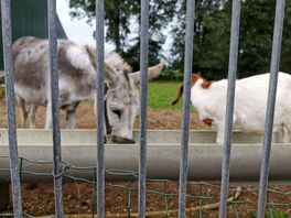 Animals