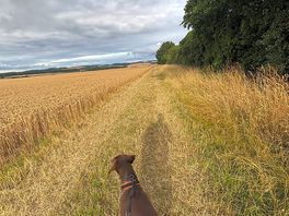 Local walk