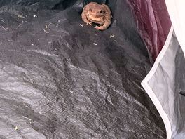 The toad
