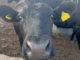 Cute cows