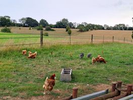 Chickens on site