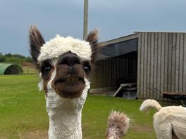 Alpaca 💙