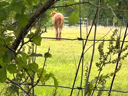 Alpaca alert!