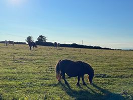 Next to the camp, fields where the horses are ❤️