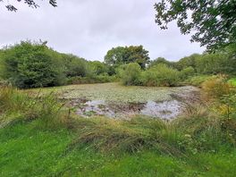 Beautiful nature pond
