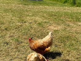 The chickens