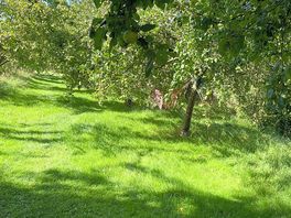 Hammocks in the orchard