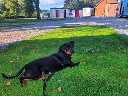 Pup enjoyint the peave and quiet, loved the doggy field, with the shower/toilets in the background
