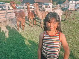 With the alpacas